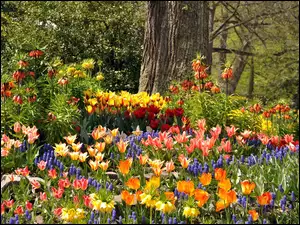 Tulipany, Park, Kwiaty