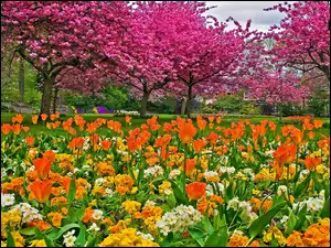 Wiosna, Park, Kwitnące, Tulipany, Drzewa