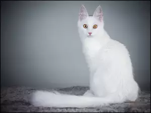 Kot, Biały