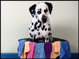 Pies, Miska, Dalmatyńczyk, Ręczniki