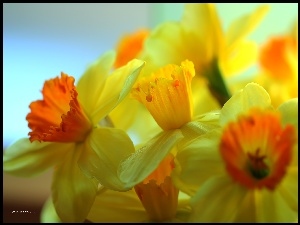 Kwiaty, Narcyzy, Żółte