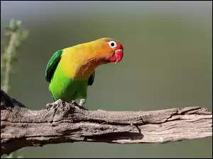 Papużka, Konar