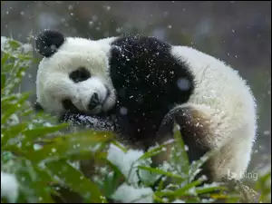 Zima, Miś, Drzewo, Panda, Śnieg