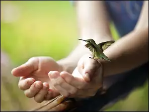 Koliber, Ręce