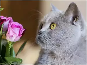 Kotek, Róże