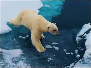 Niedźwiedź, Lód, Polarny, Kra
