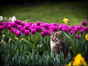 Kot, Żonkile, Kwiaty, Tulipany