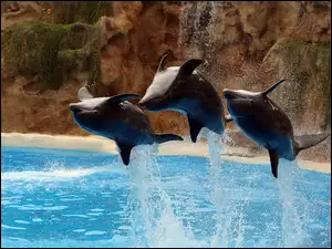 Delfiny, Skały, Skok, Woda