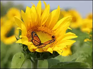 Motyl, Kwiaty, Sloneczniki