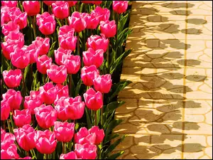 Cienie, Różowe, Tulipany
