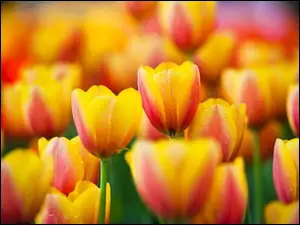Wiosenne, Tulipany