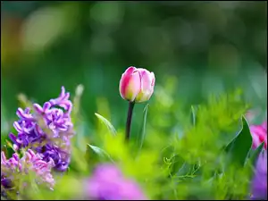 Tulipany, Ogród, Kwiaty, Bokeh