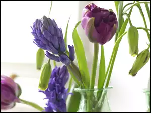 Niebieskie, Tulipany, Szafirki, Fioletowe