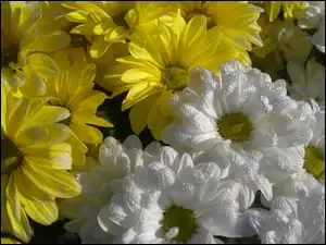 Żółte, Poranna, margerytki, Rosa, Białe, Kwiaty