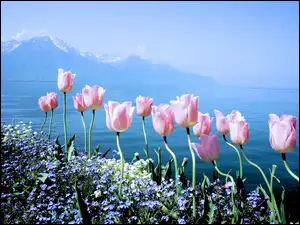 Góry, Wiosenne, Tulipany, Kwiaty, Niezapominajki