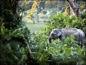 Słoń, Dżungla
