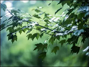 Deszcz, Gałęzie, Liście