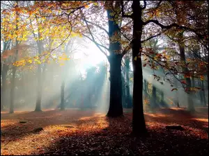 Drzewa, Promienie, Jesień, Słońca, Park, Liście