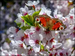 Drzewo Owocowe, Rusałka, Wiosna, Pawik, Kwiaty, Motyl