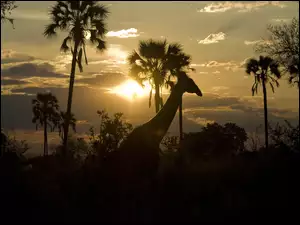Słońce, Żyrafa, Palmy