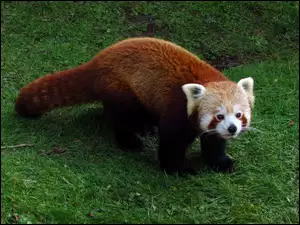 Łąka, Czerwona, Panda