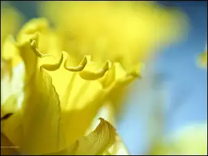 Żonkil, Żółty, Kwiat
