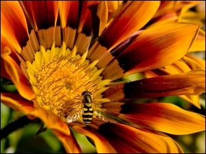 Pszczoła, Kwiatek, Gazania