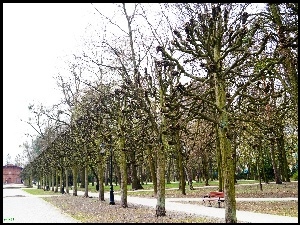 Park, Ławka, Ciechocinek, Park, Budynek, Drzewa