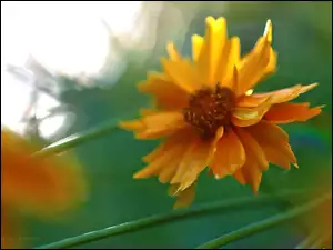 Kwiat, Nachyłek, Pomarańczowy