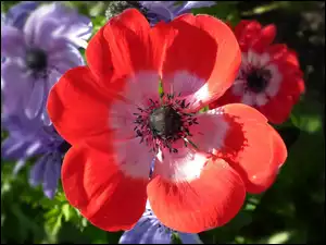Przyroda, Anemon, Kwiat, Czerwony