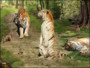 Śmieszne, Tygrysy, Surykatki