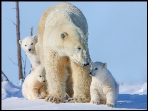 Śnieg, Niedźwiedź, Polarny, Młode