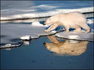 Niedźwiedź, Lód, Polarny, Morze