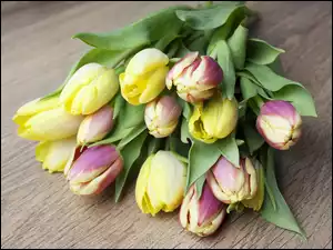 Tulipanów, Bukiet, Jasnych