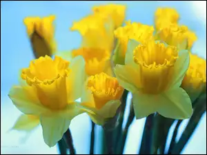 Kwiaty, Żonkile, Żółte