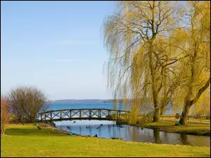 Park, Wierzba, Mostek, Jezioro