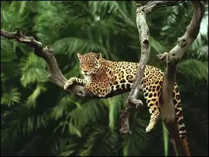 Leżący, Palmy, Jaguar, Drzewa