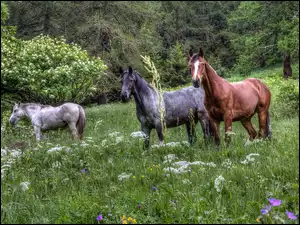 Konie, Las, Łąka, Kwiaty