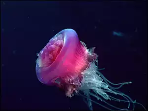 Meduza, Parzydełka
