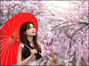 Kwitnące, Park, Japonka, Wiosna, Parasol, Drzewa