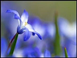 Makro, Błękitny, Kwiatek