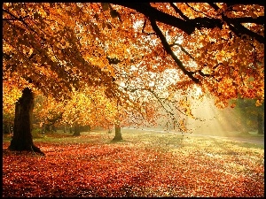 Słońca, Liście, Alejka, Park, Jesień, Drzewa, Promienie