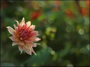Kwiat, Różowa, Dalia