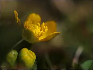 Kaczeniec Błotny, Wiosna, Żółty, Kwiat