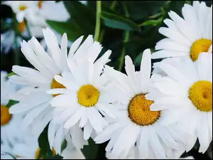 Margarytka, Białe, Kwiaty