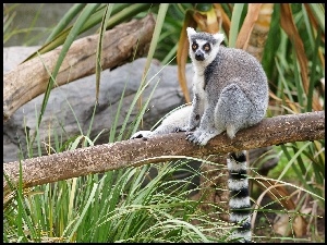 Trawa, Lemur, Konar