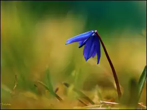 Cebulica Syberyjska, Wiosna, Niebieski, Kwiat
