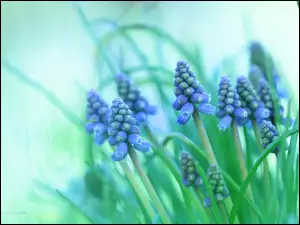 Kwiaty, Szafirki, Niebieskie