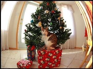 Kotek, Prezenty, Choinka, Boże Narodzeniem