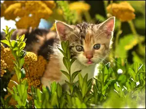 Kotek, Roślinność